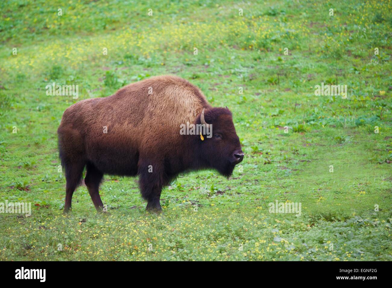 Des bisons dans le parc du Golden Gate, San Francisco, Californie Banque D'Images