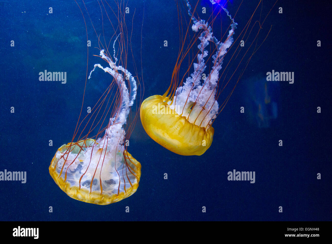Une paire de belles méduses dans un aquarium. Banque D'Images
