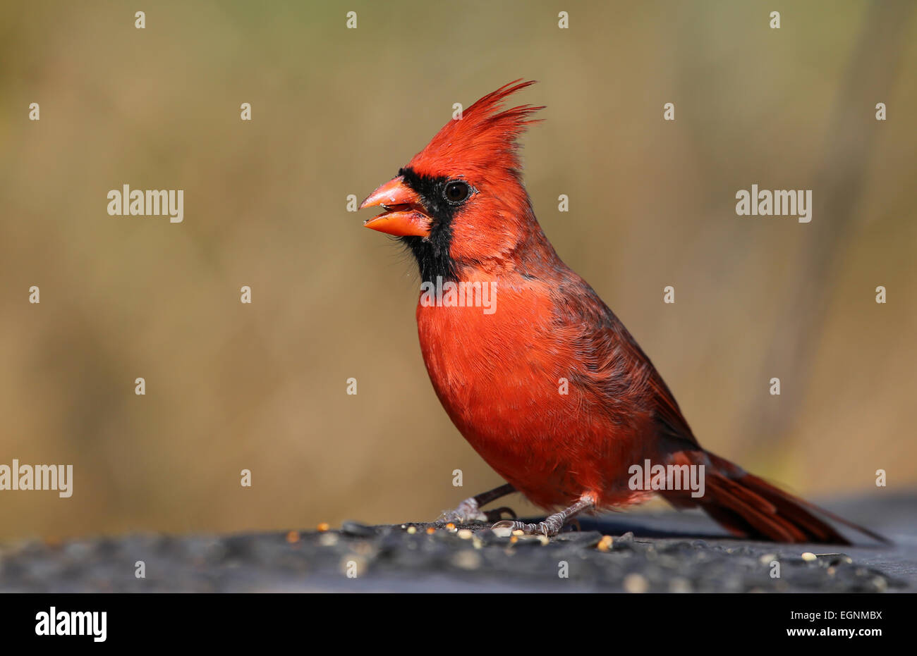 Le Cardinal rouge mâle Banque D'Images