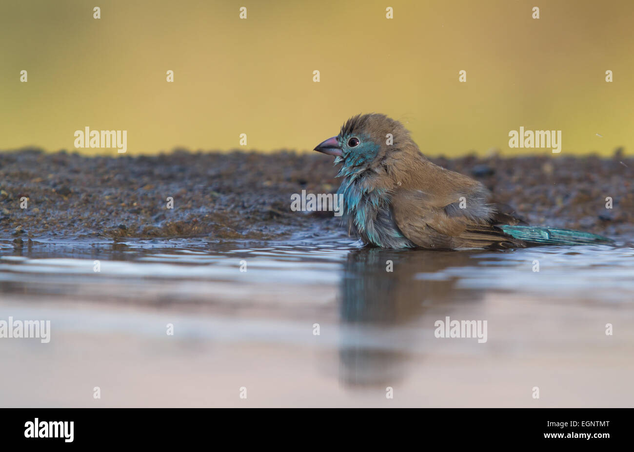 Blue Waxbill Echelle Banque D'Images