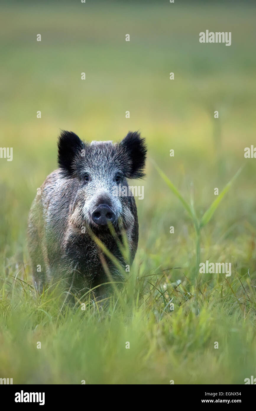Les sangliers dans la nature, dans une clairière Banque D'Images Les sangliers dans la nature, dans une clairière Banque D'Images