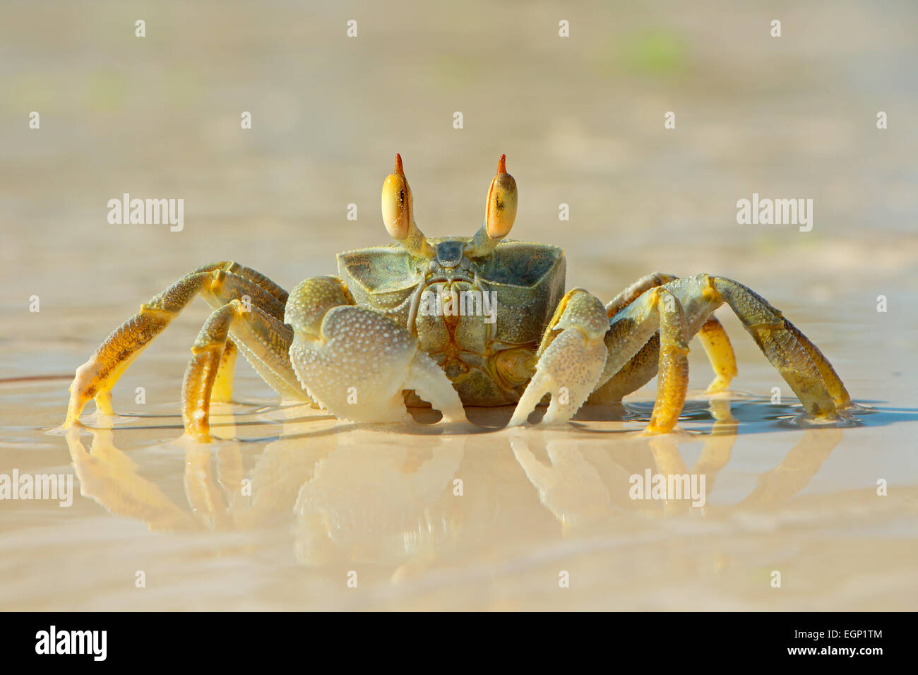 Le crabe fantôme d'alerte sur la plage, l'île de Zanzibar, Tanzanie Banque D'Images