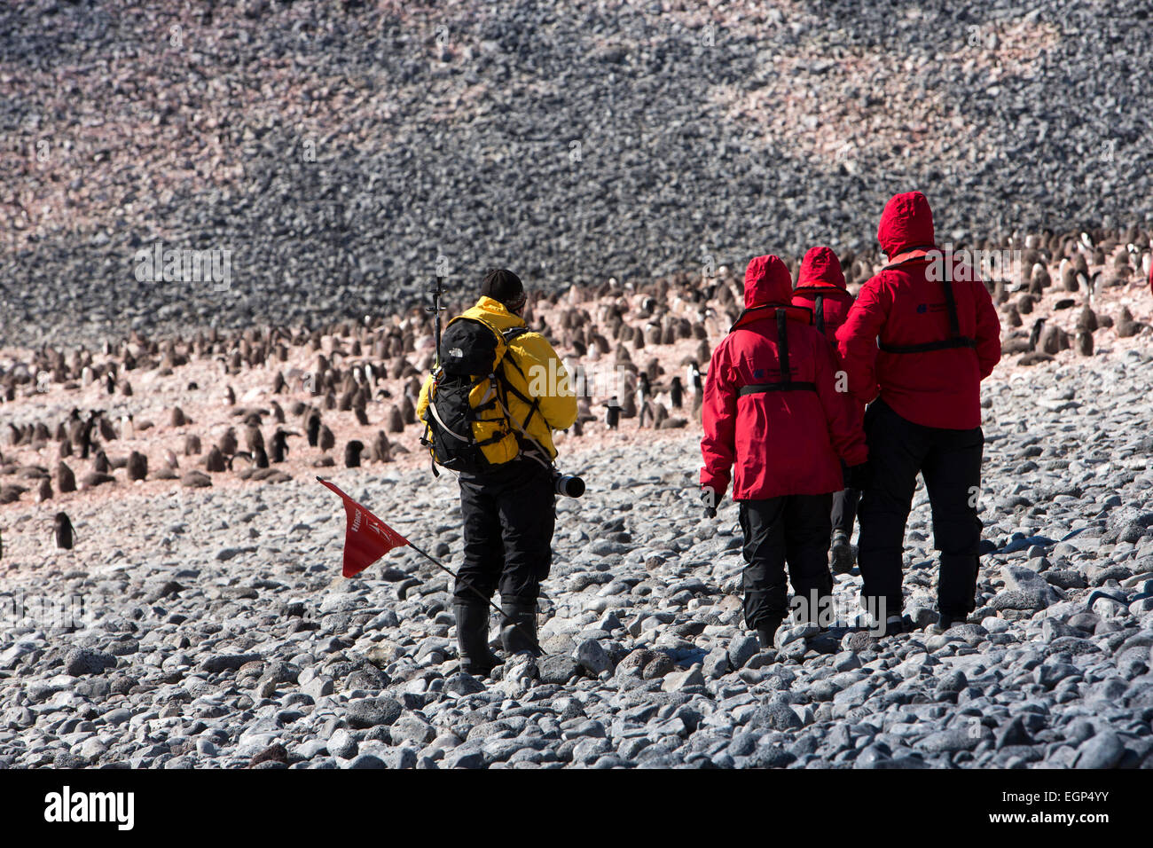 L'Antarctique, l'île Paulet, les passagers des navires de croisière antarctique visitant colonie de pingouins d'Adélie Banque D'Images