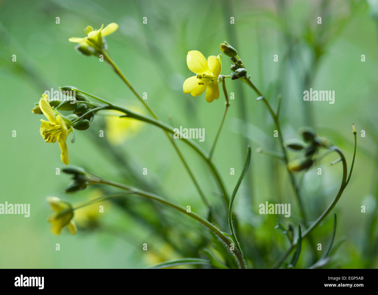 Fusée, Eruca vesicaria sativa. Fermer vue latérale des feuilles et fleurs jaunes. Banque D'Images