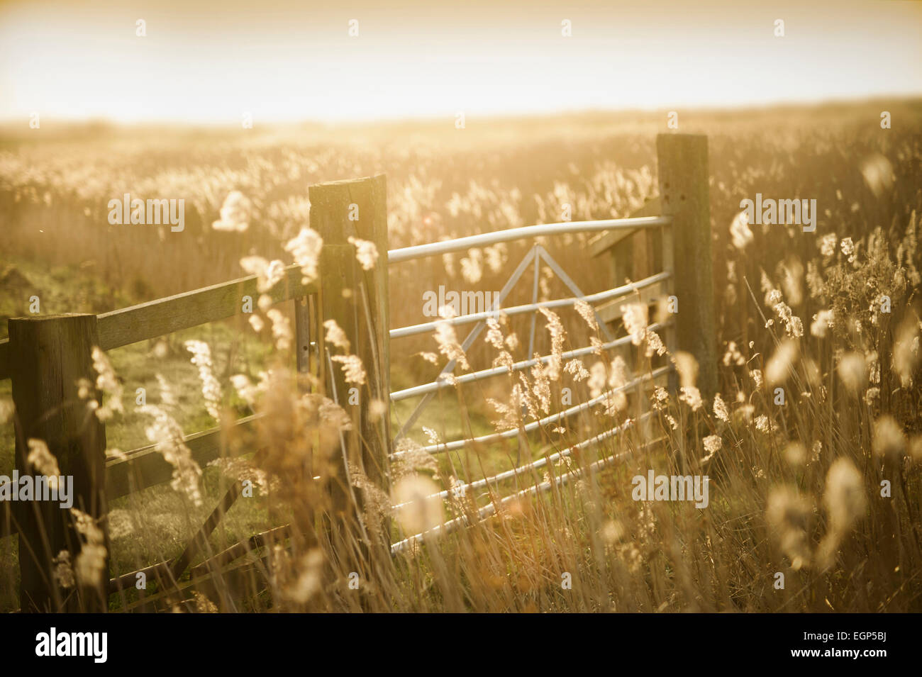 Roseaux communs, Phragmites australis dans les champs avec une clôture en bois et metal gate baclit d'une lumière dorée. La Nostalgie des couleurs chaudes. Manipuler les couleurs. Banque D'Images