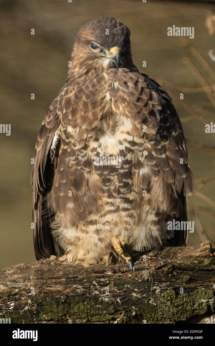Buse variable sur la branche. Profil complet. Au printemps. Banque D'Images