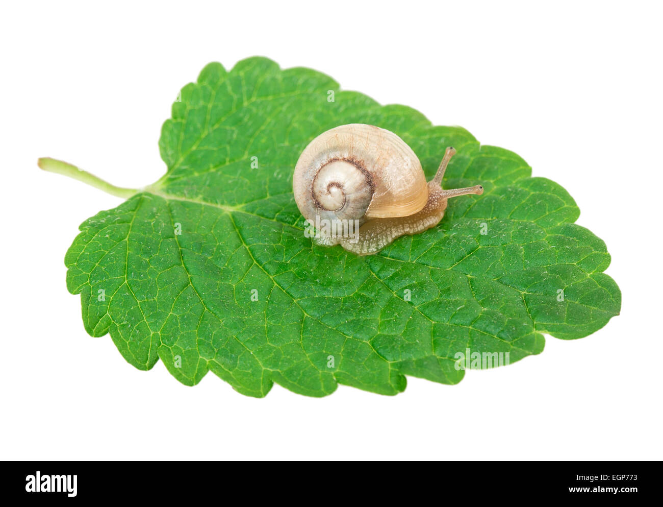 Ion de l'escargot une feuille verte Banque D'Images