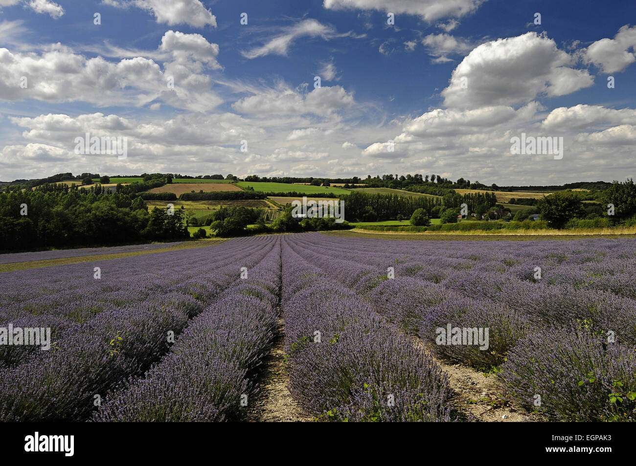 La Lavande, Lavandula angustifolia, un champ avec des sillons de campagne menant à la lavande derrière et bleu ciel nuageux au-dessus. Banque D'Images