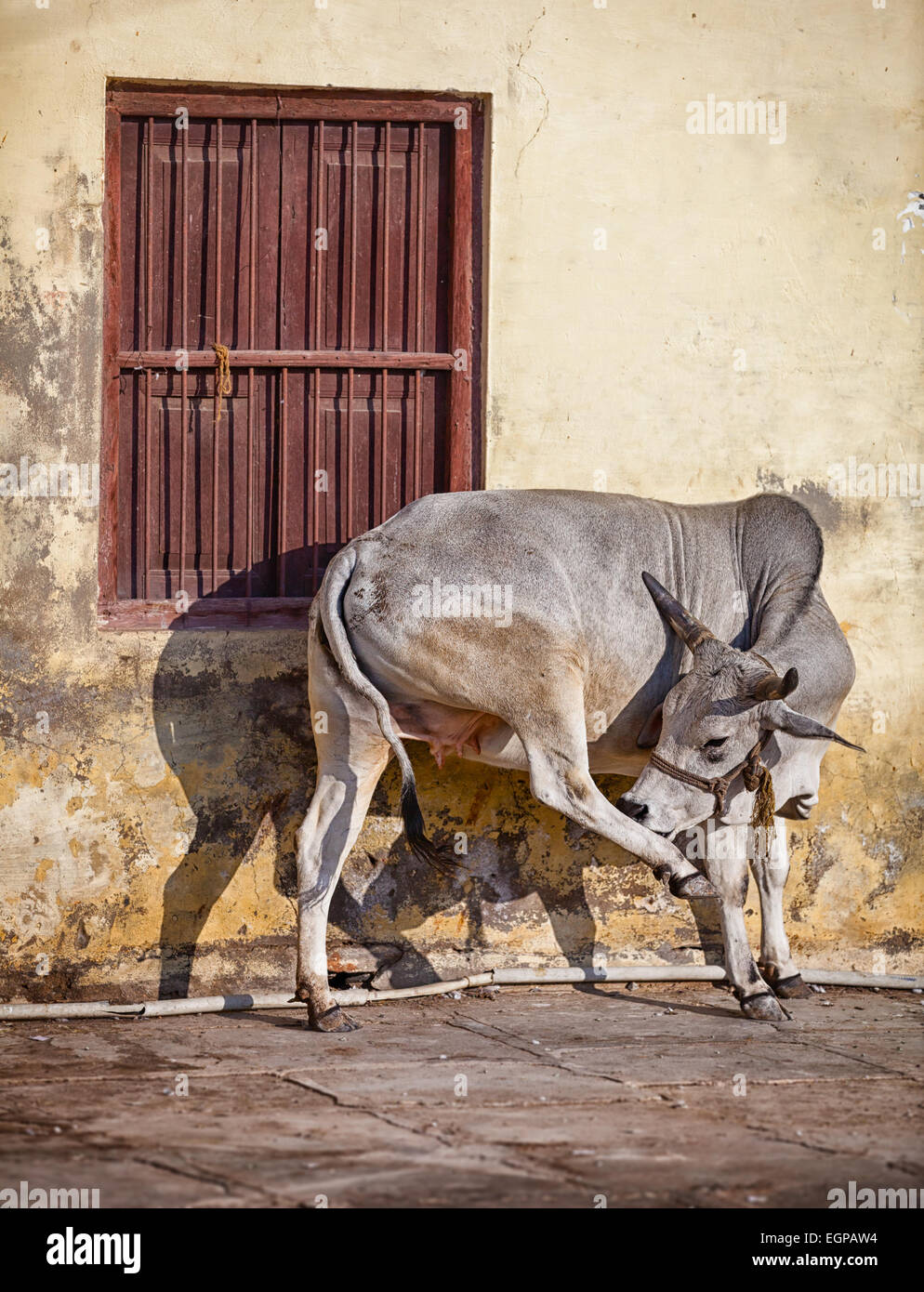 Vache sur la rue de Big Indian town - Udaipur Banque D'Images