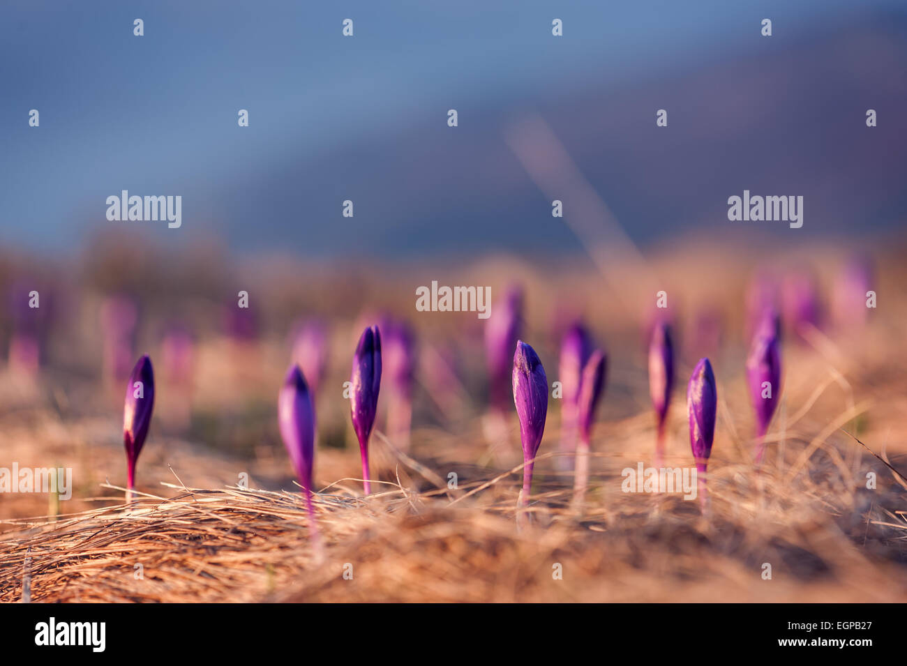 Fleur de printemps crocus close up Banque D'Images