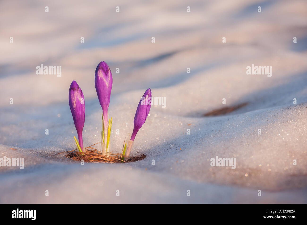 Fleur de printemps crocus close up Banque D'Images