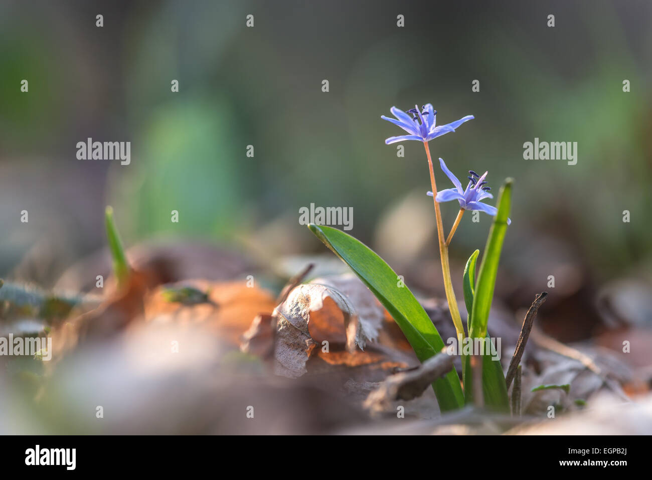 Des fleurs sur la pelouse de printemps libre Banque D'Images