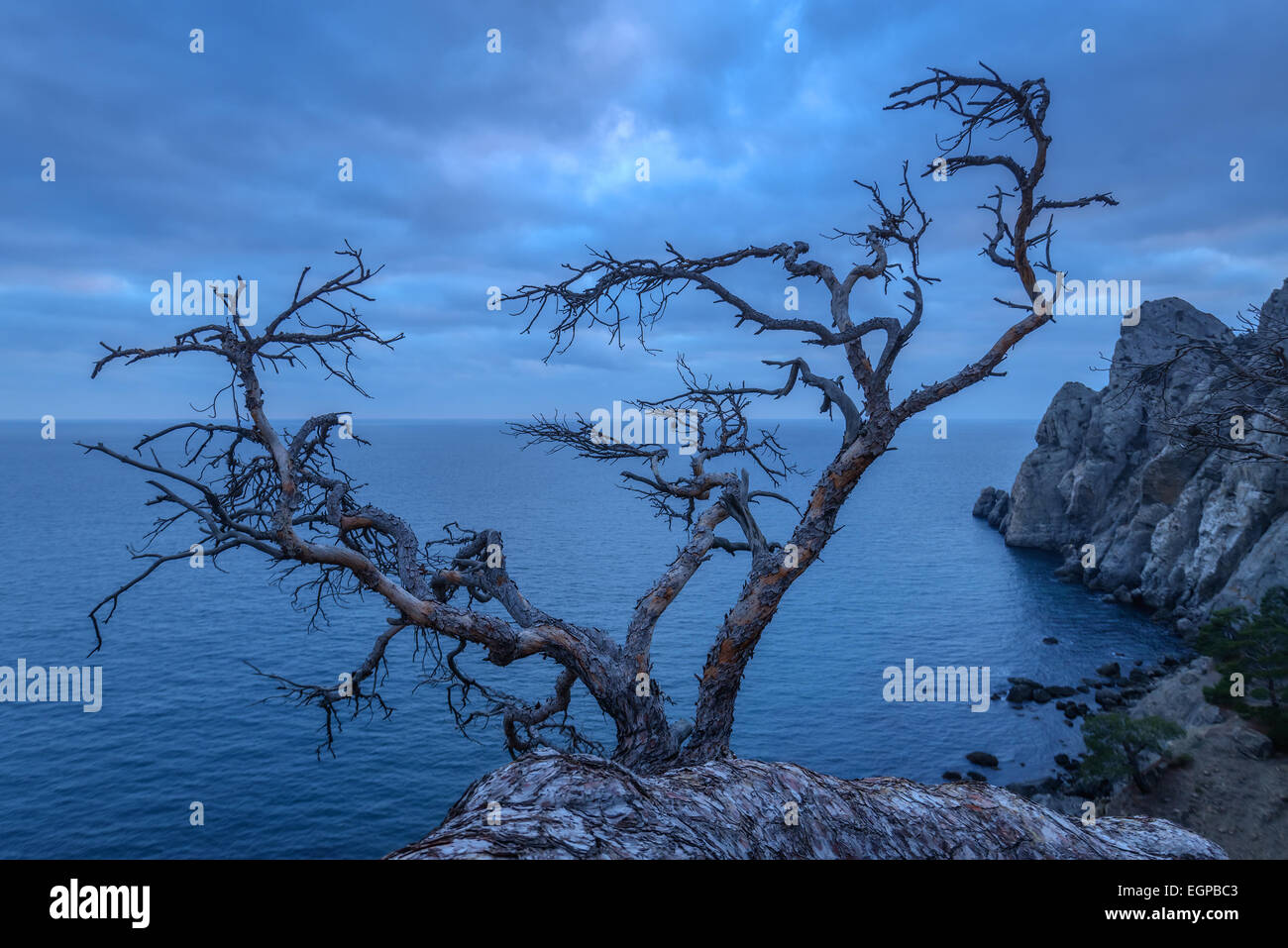 Arbre sur rock en Crimée Banque D'Images