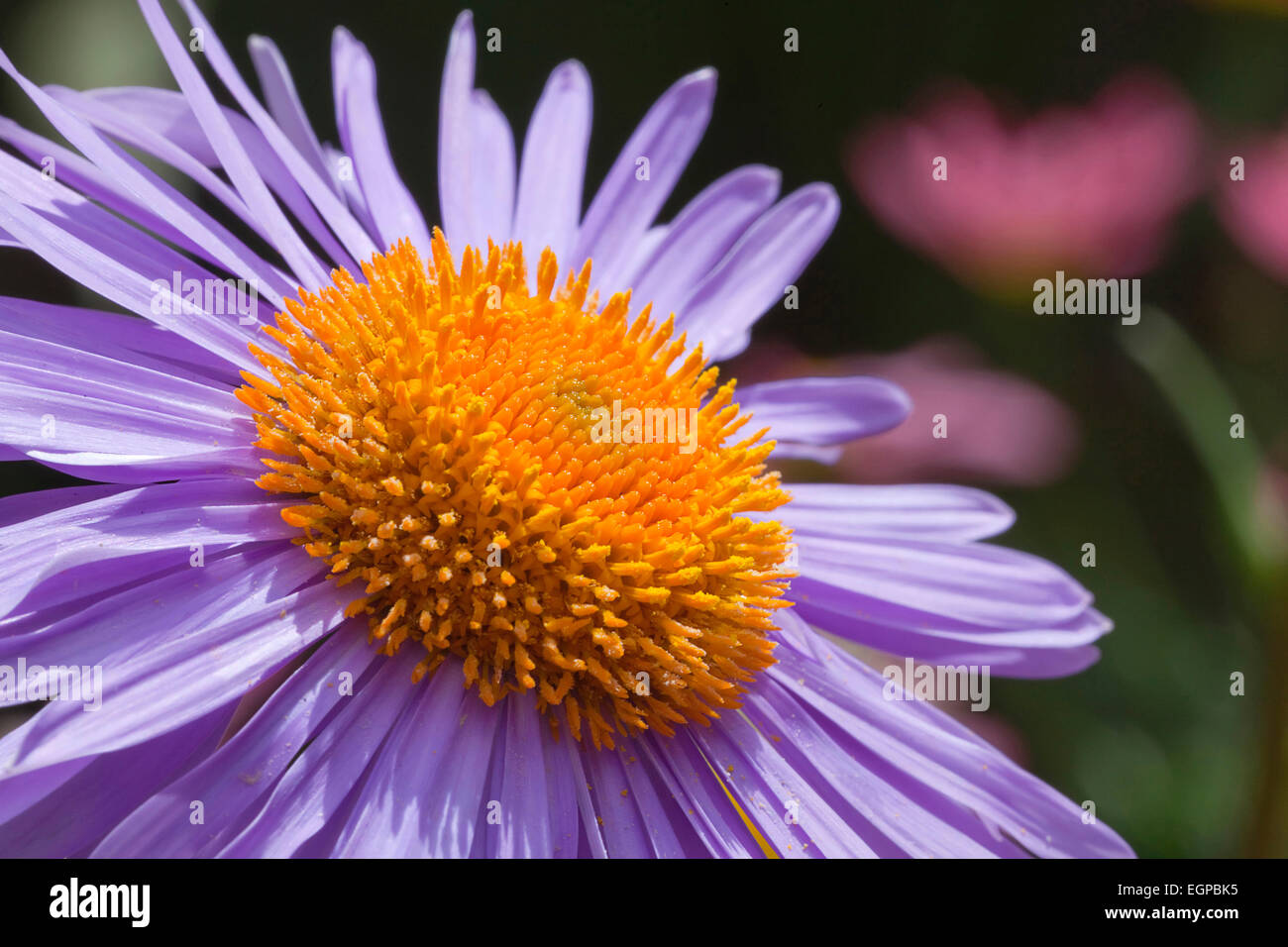 Aster tongolensis 'Berggarten', Close up de fleur mauve avec des masses d'étamines orange. Banque D'Images