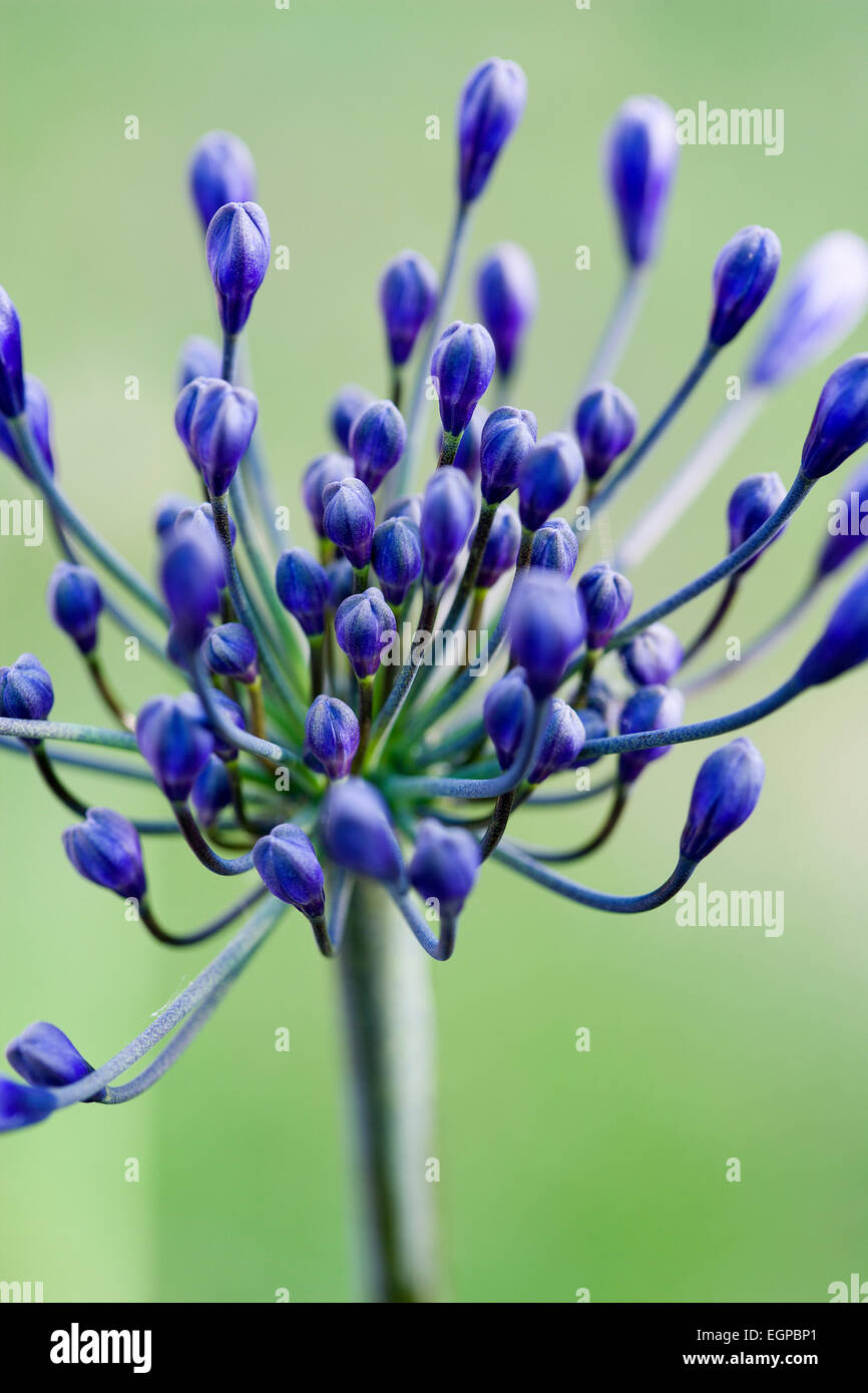 Agapanthus africanus, fermer la vue de fleurs pourpre bleu sur le point d'émerger, de plus en plus une forme ombelle, contre un arrière-plan vert. Banque D'Images