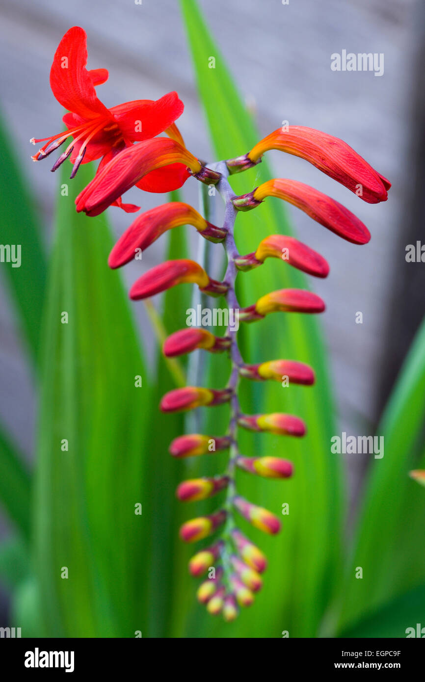 , Montbretia Crocosmia 'Lucifer', des nouvelles en forme d'entonnoir voyantes fleurs rouge isolé dans l'accent peu profondes contre un arrière-plan gris et vert. Banque D'Images