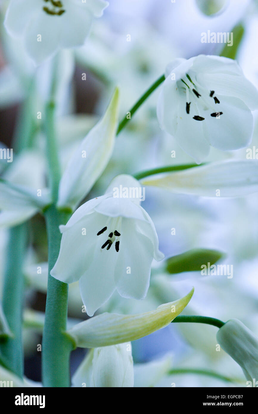 La jacinthe d'été, Galtonia candicans retombantes, fleurs blanches à pointe noire étamines. Banque D'Images