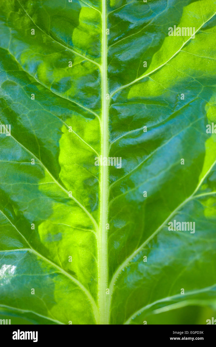 Les épinards, Spinacia oleracea, Close-up détail d'une feuille de légumes verts à la lumière du soleil. Banque D'Images