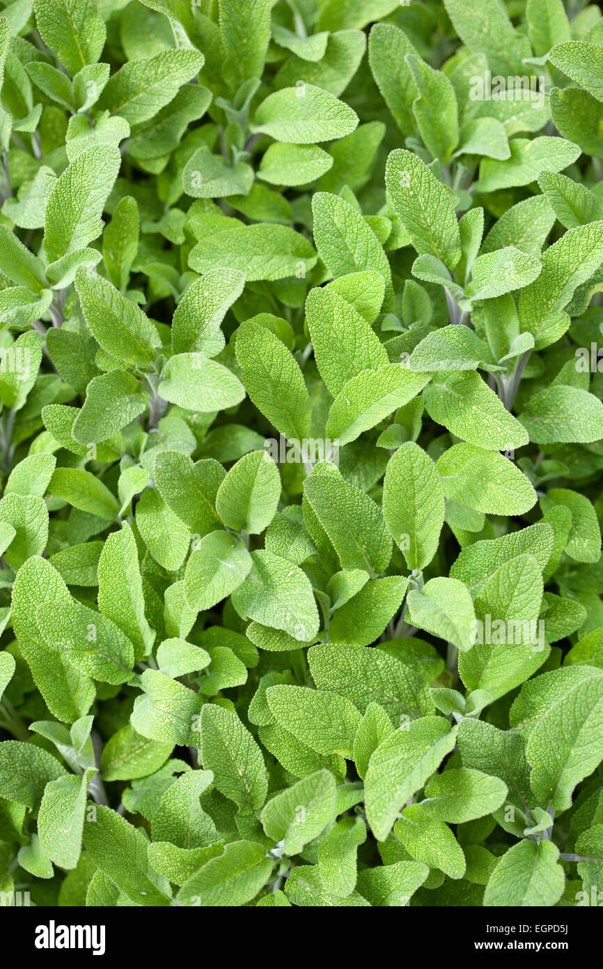 La sauge, Salvia officinalis, Close up de la masse de feuilles vert dense de la plante de jardin. Banque D'Images