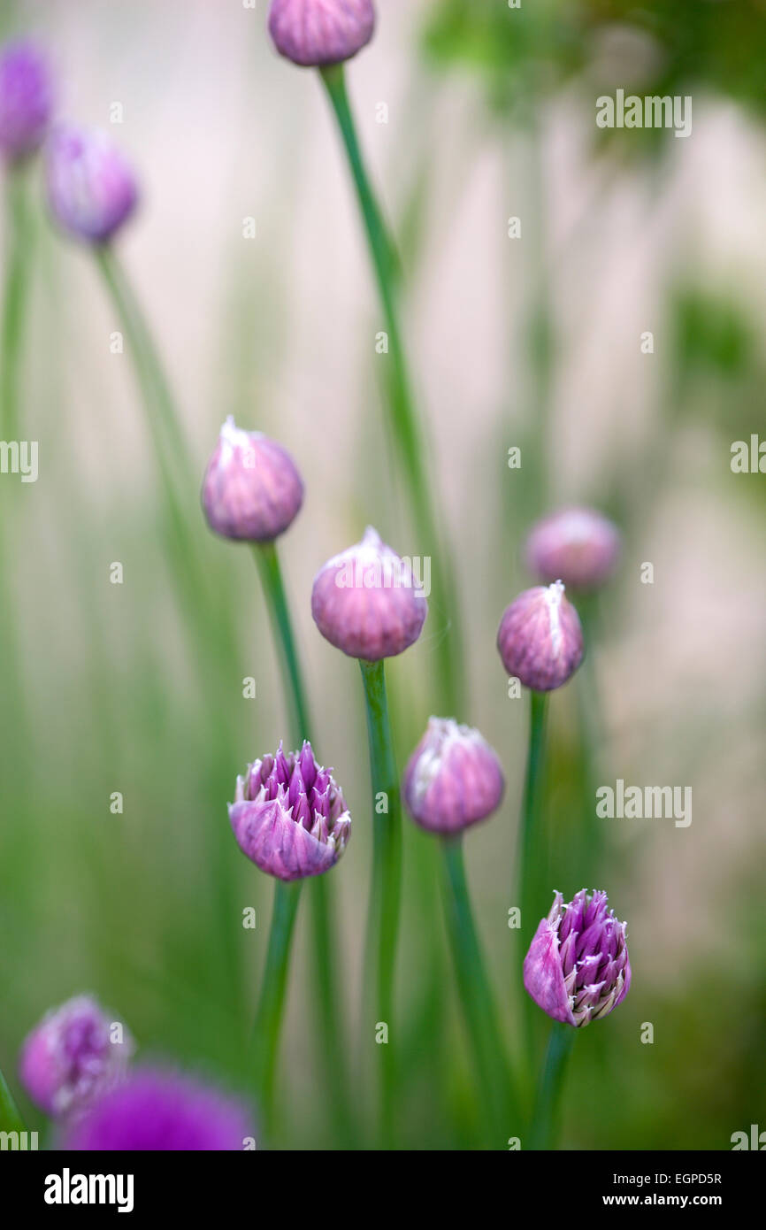 Ciboulette, Allium schoenoprasum, Purple bourgeons et fleurs émergentes sur de longues tiges vertes.g Banque D'Images