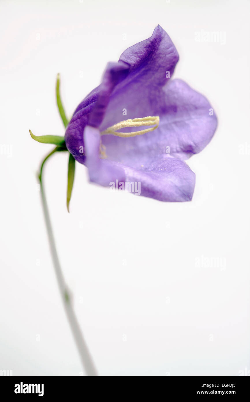 La campanule à feuilles rondes, Campanula rotundifolia, fermer la vue d'une fleur mauve sortant de Misty gris pâle Soft focus, montrant les étamines blanc central. Banque D'Images