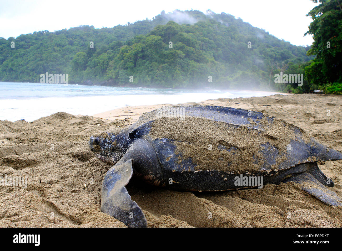 Tortue luth retourne à la mer après la ponte des oeufs dans un nid sur une plage des Caraïbes. Banque D'Images