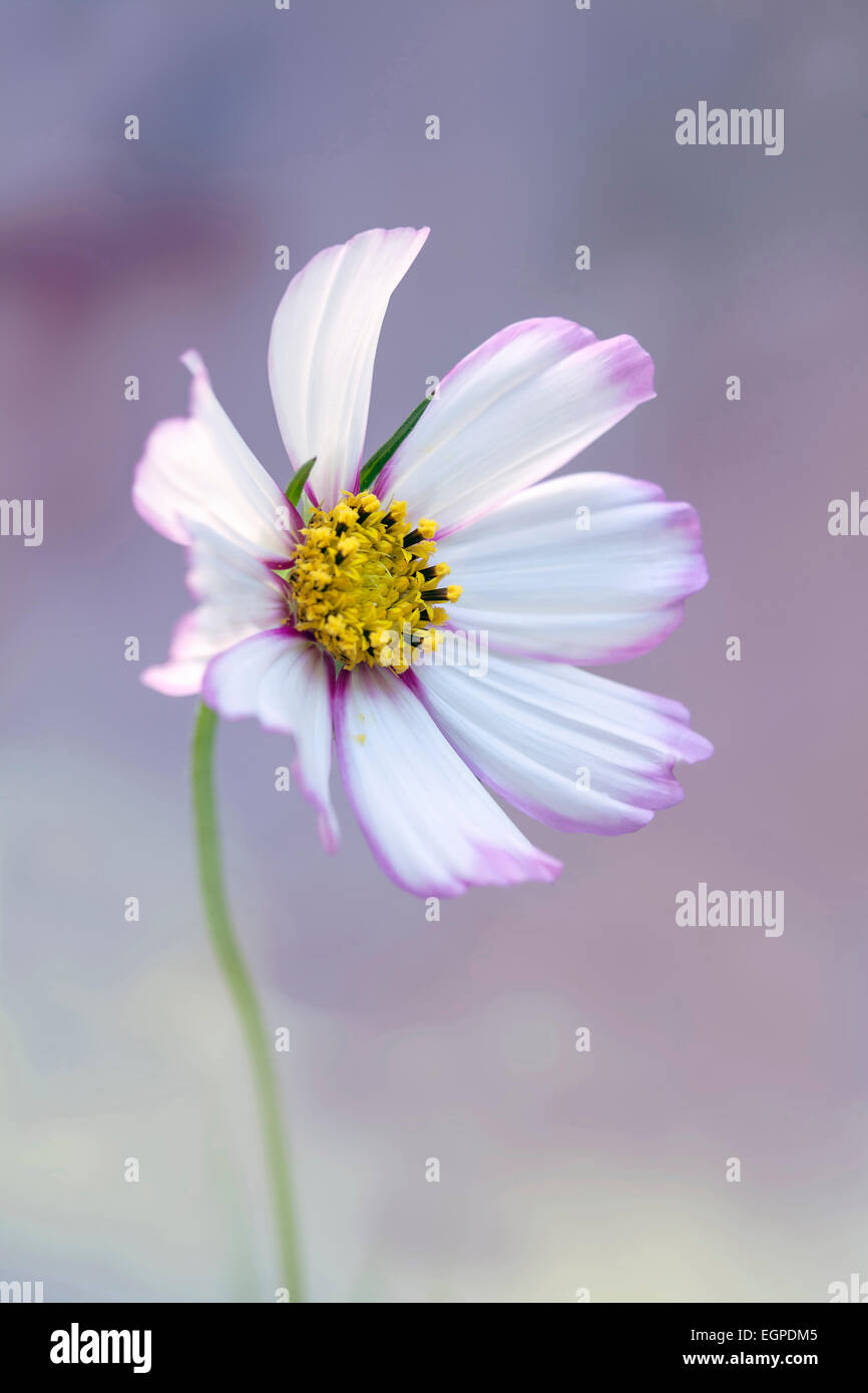 Cosmos bipinnatus 'Daydream', vue avant d'ouvrir complètement l'une fleur avec des pétales blanc teinté de rose au centre et sur les bords, et les étamines jaunes, contre bleu doux et fond rose. Banque D'Images