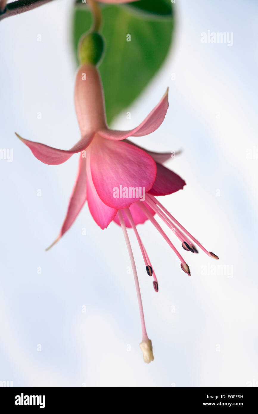 Fuchsia 'Walz Jubelteen", près vue latérale d'une pendaison fleur rose avec étamines saillantes et la stigmatisation, contre ciel bleu pâle. Banque D'Images
