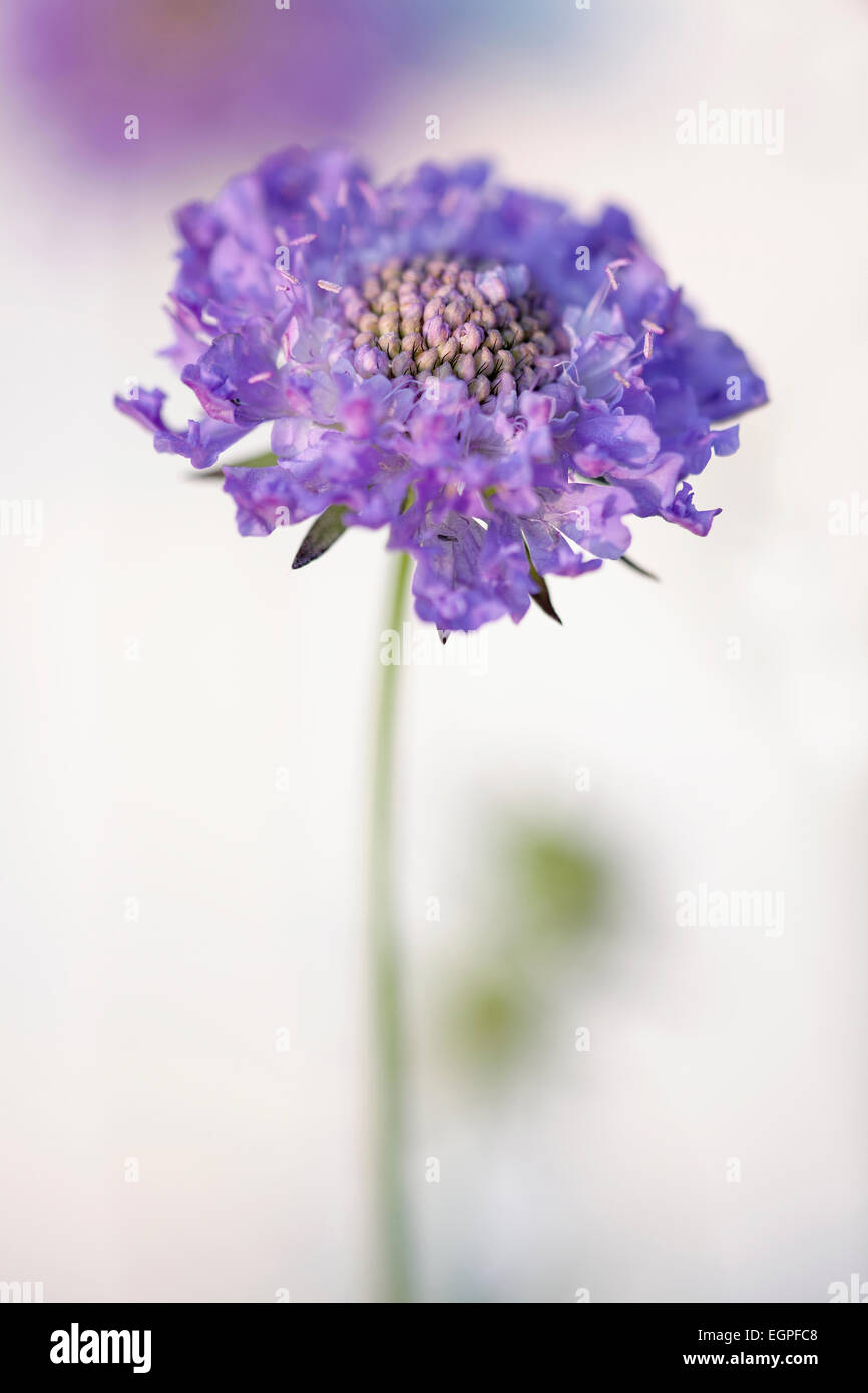 Scabious, Scabiosa columbaria 'Blue note', vue latérale d'ouvrir avec fleur lilas même couleur étamines contre soft focus white background, Selective focus. Banque D'Images Scabious, Scabiosa columbaria 'Blue note', vue latérale d'ouvrir avec fleur lilas même couleur étamines contre soft focus white background, Selective focus. Banque D'Images