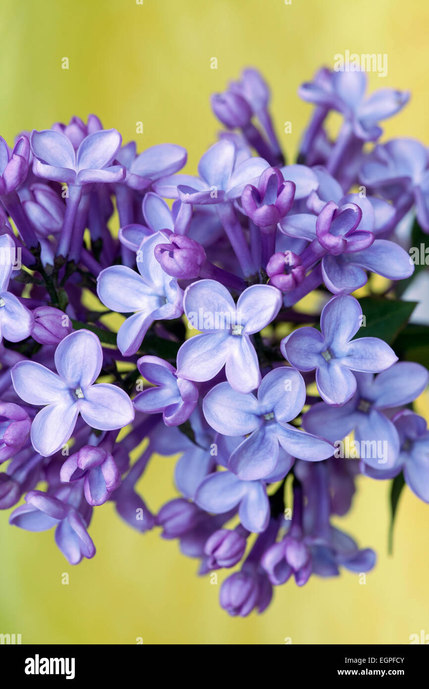 Lilas, Syringa vulgaris, fermer la vue d'une tête de floraison d'une masse de fleurs mauves, fond vert. Banque D'Images