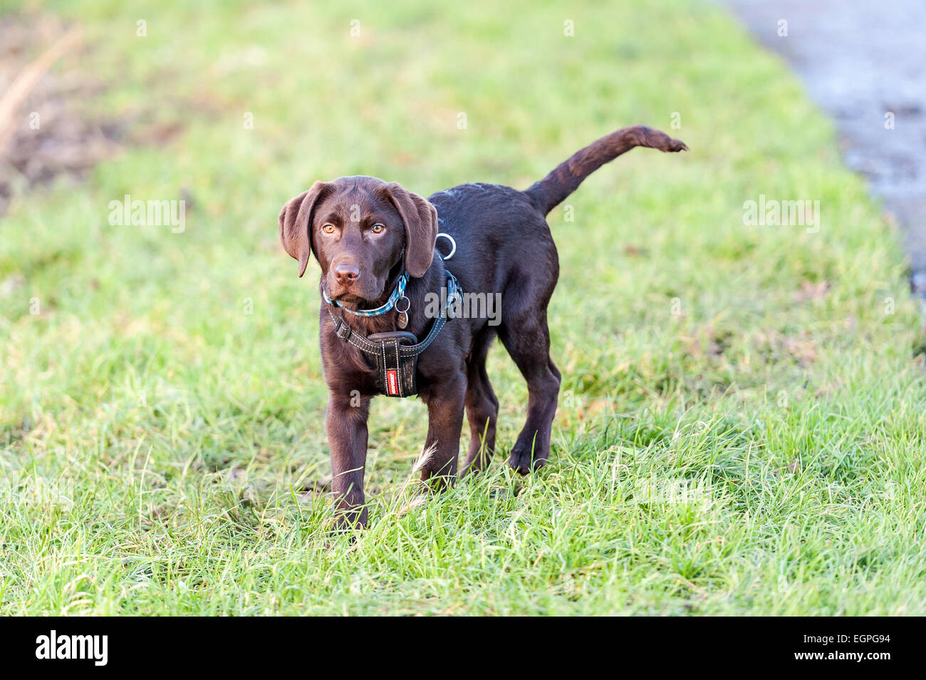 Chiot labrador chocolat debout sur l'herbe avec sa queue en l'air. Banque D'Images
