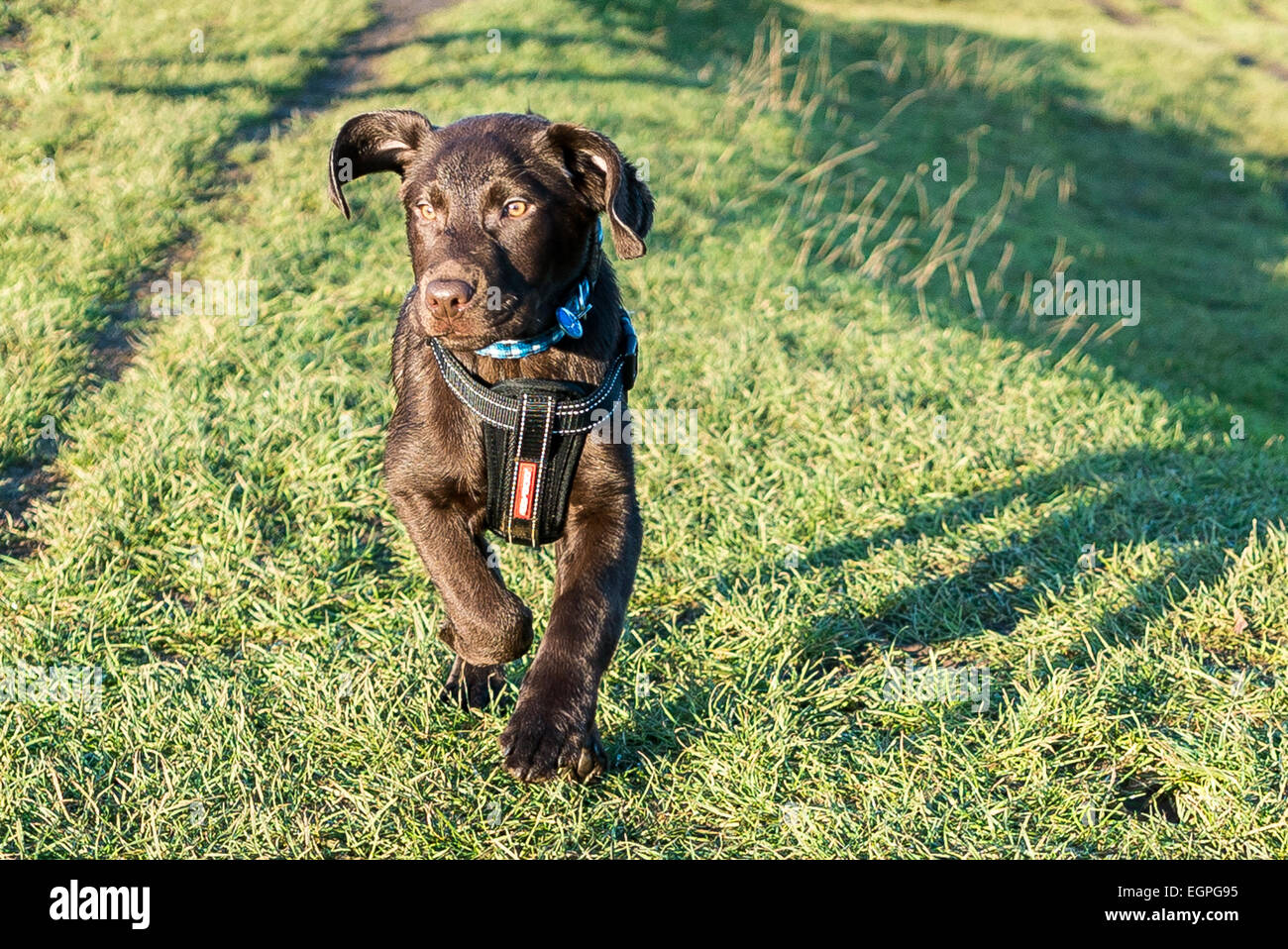 Chiot labrador chocolat de marcher à travers un champ à la fière Banque D'Images