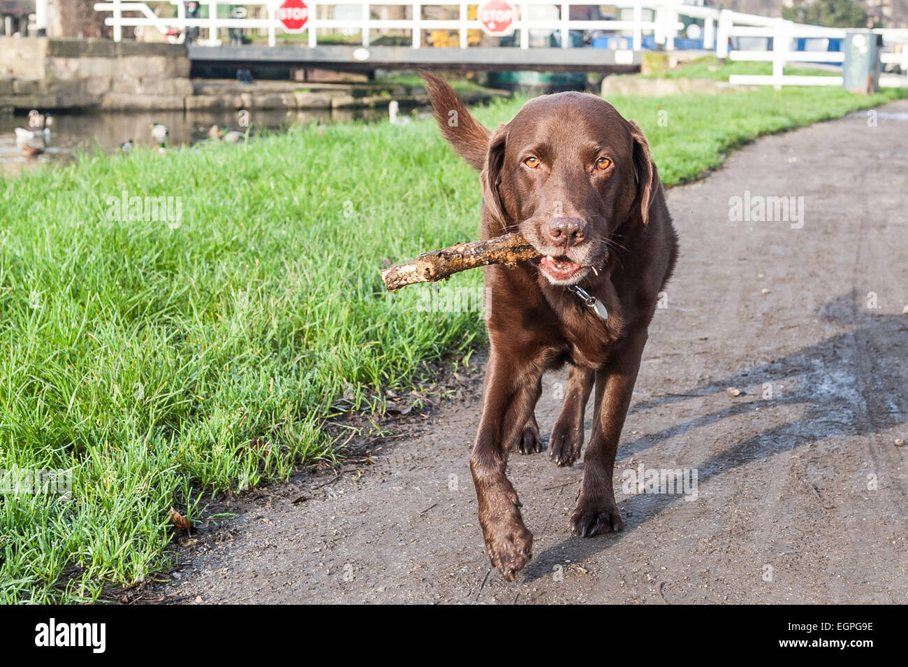Labrador chocolat avec un bâton dans sa bouche marchant dans un sentier du canal Banque D'Images