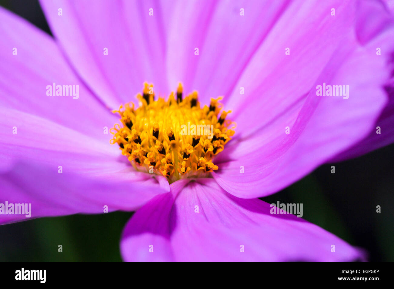 Les focus macro shot de cosmos rose fleur. Banque D'Images