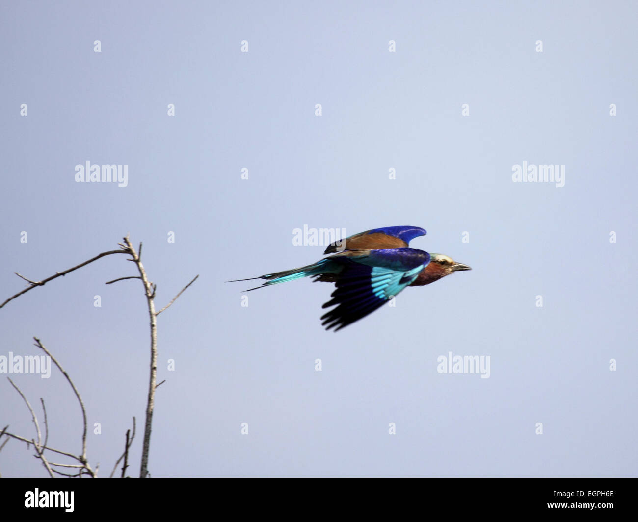 Lilac-breasted roller battant de son perchoir sur branche morte au Botswana Banque D'Images