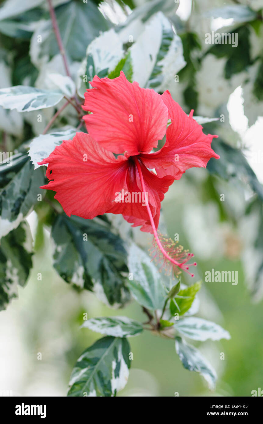 La mauve rose, Hibiscus rosa-sinensis 'Snow Queen' vue de face d'une fleur rouge avec de longues feuilles panachées émergeant de l'anthère. Banque D'Images