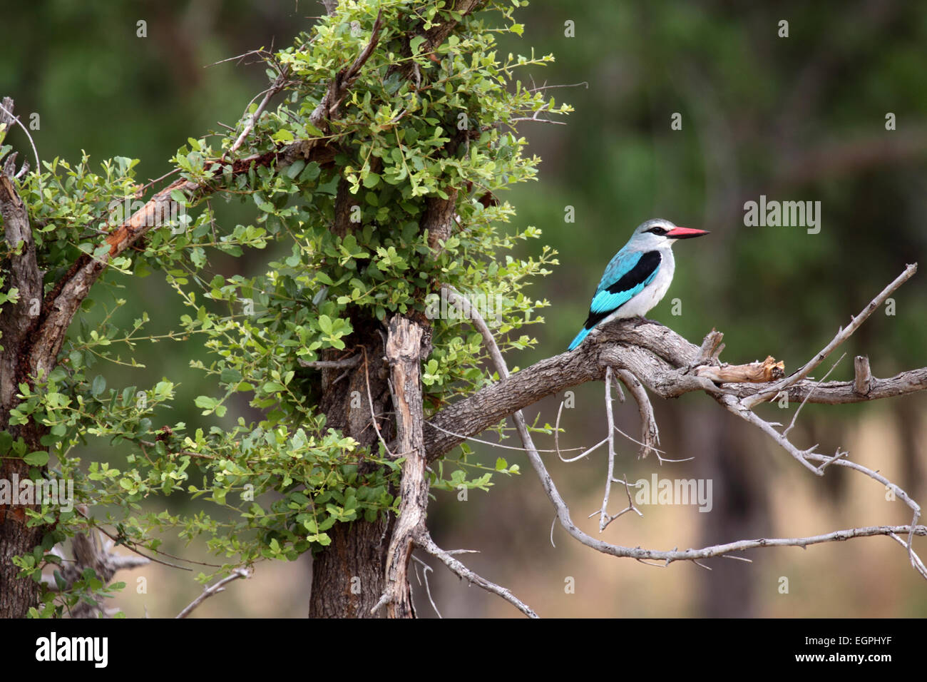 Woodland kingfisher perché sur branche morte d'un arbre en Botswana Banque D'Images