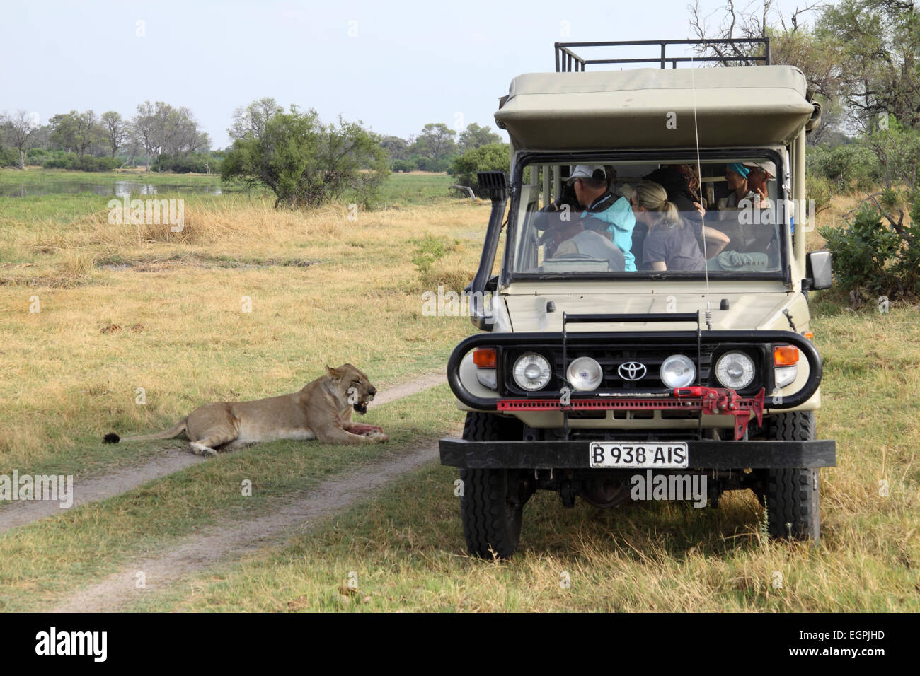 Rencontre avec du sang éclaboussa lionne de véhicule safari au Botswana Banque D'Images
