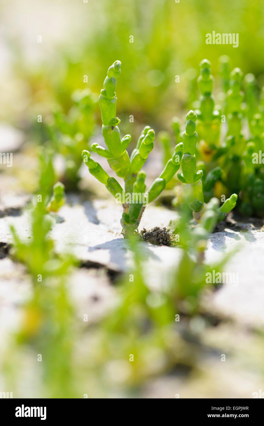 Salicornes, Salicornia europaea, Fermer Vue de côté plusieurs tiges succulentes vert vif qui sortent d'une croûte sèche la masse. Banque D'Images