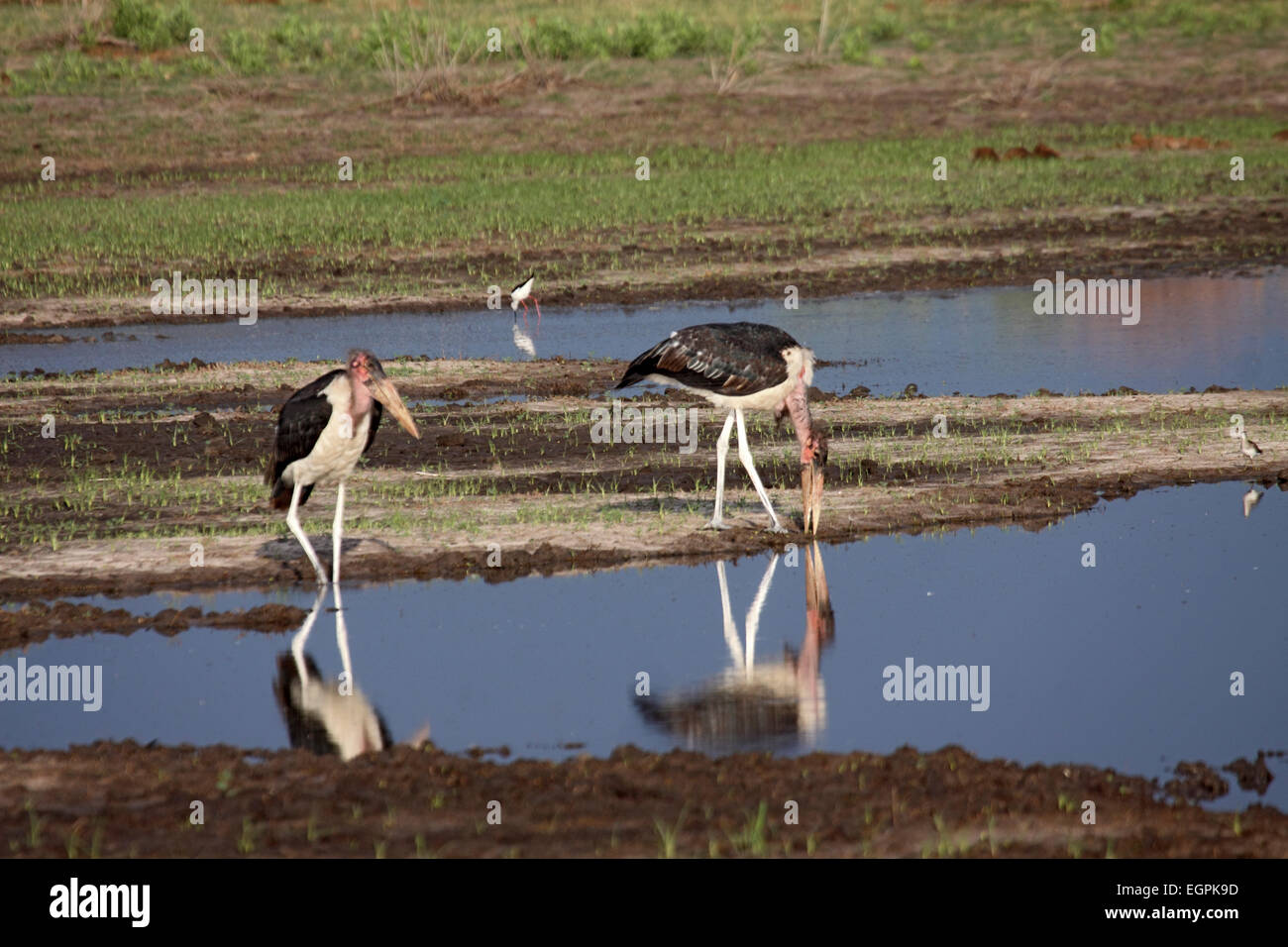 Cigognes marabout reflétant dans l'eau avec leurs pattes grises maintenant blanc avec une couche de leurs propres excréments au Botswana Banque D'Images