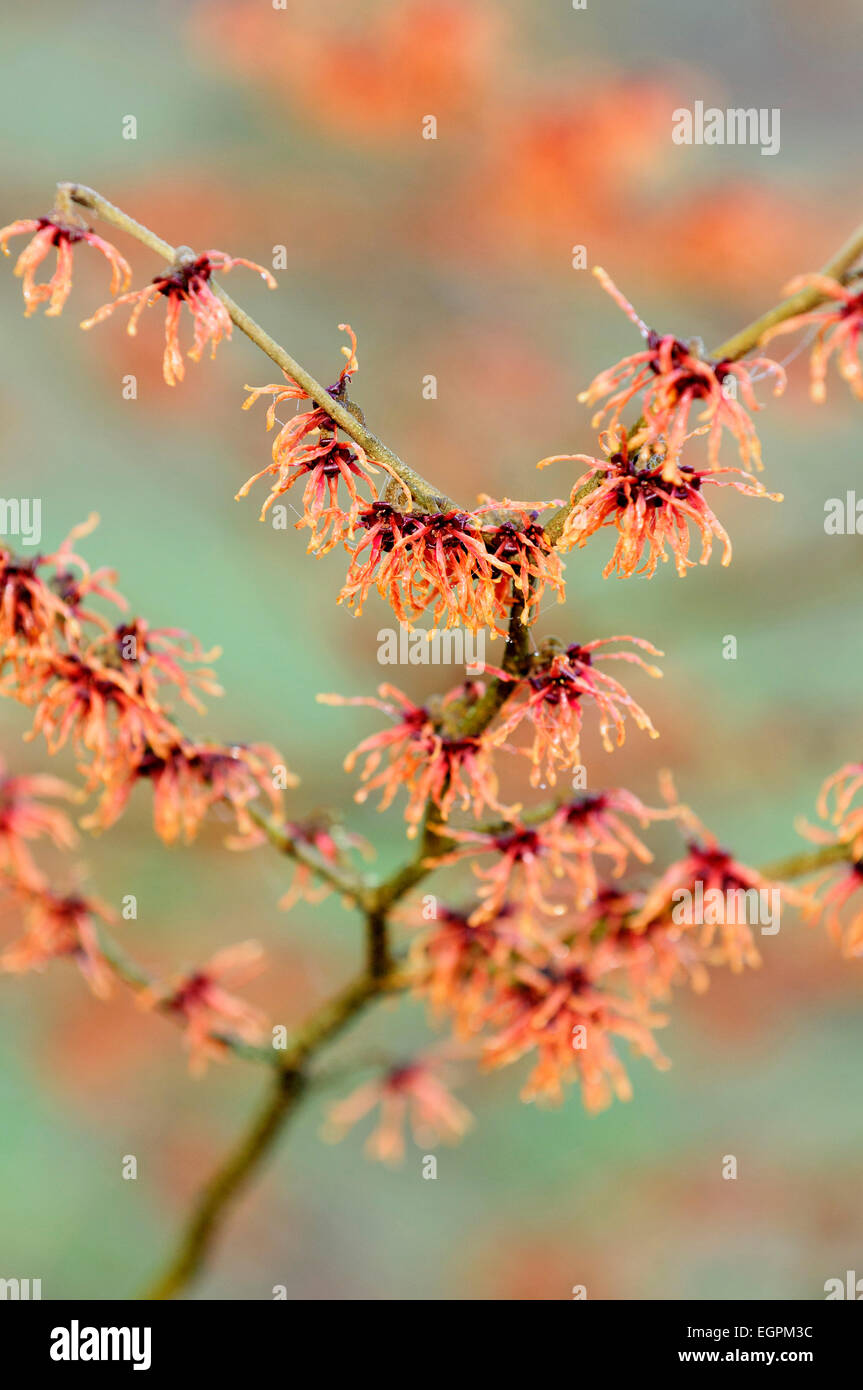 L'hamamélis, Hamamelis x intermedia 'magic' incendie, une branche couverte de fleurs rouge pâle avec leurs longs pétales hirsutes. Banque D'Images