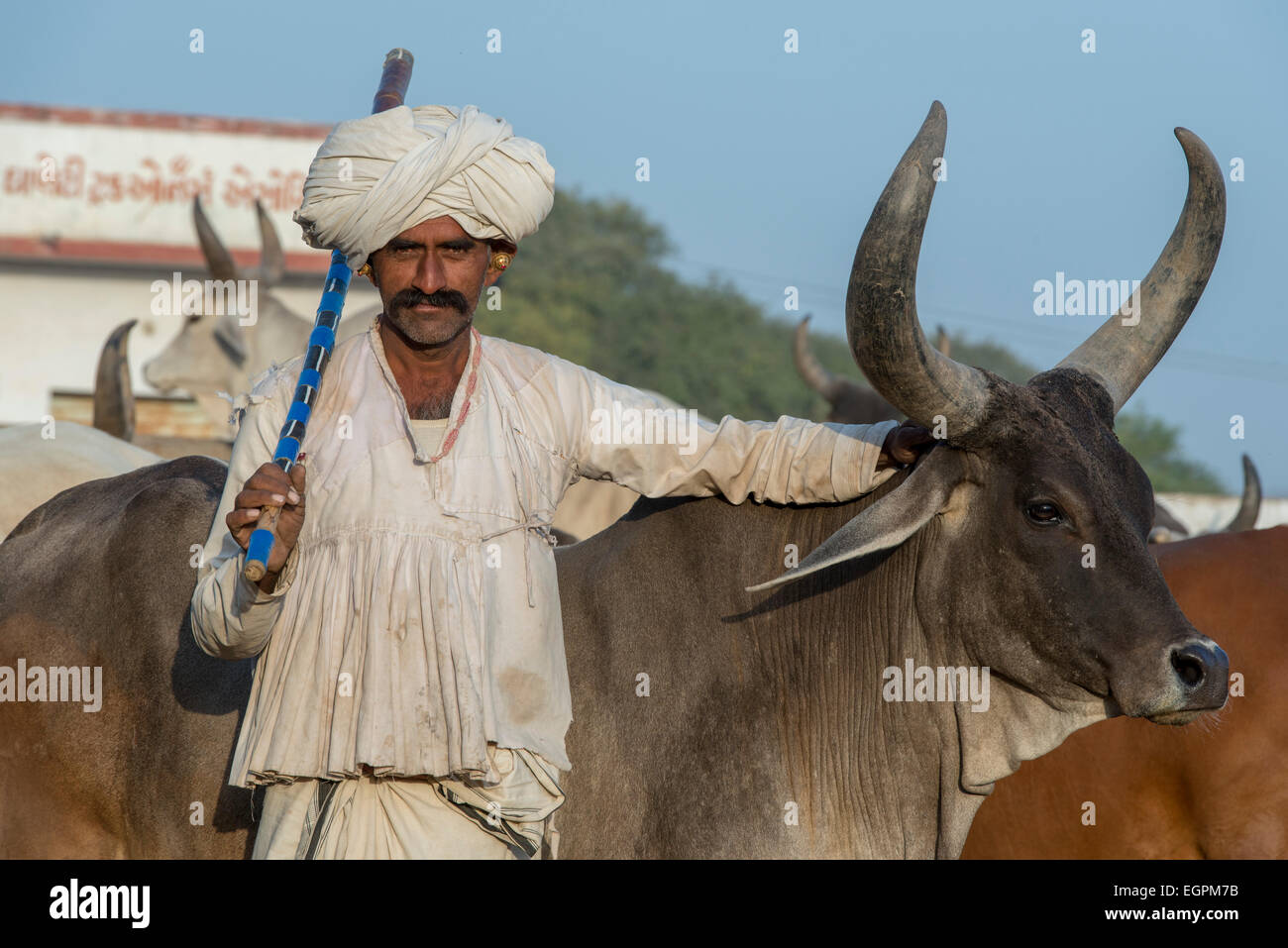 Dhebariya avec homme Rabari vache, Kutch Banque D'Images
