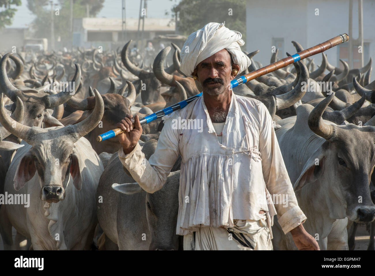 Dhebariya Homme Rabari avec troupeau de vaches, Kutch Banque D'Images