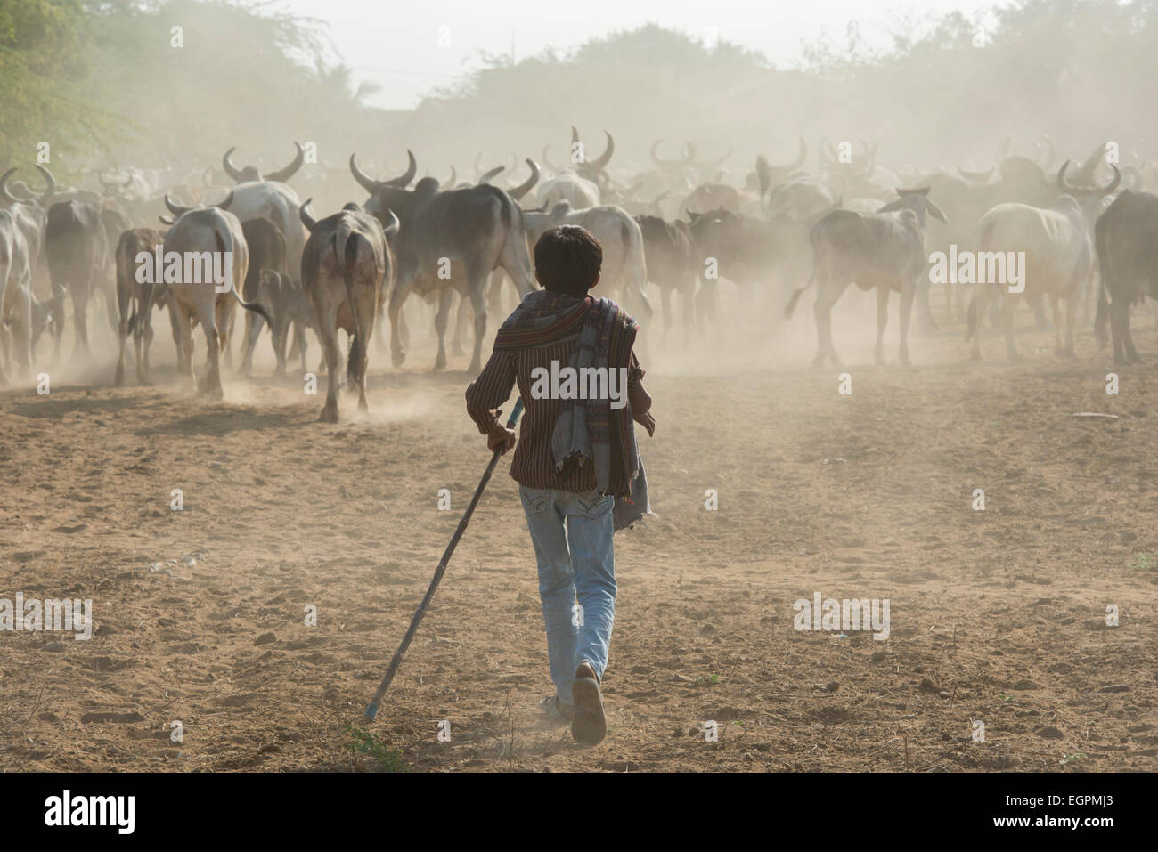 Dhebariya Rabari Garçon Avec troupeau de vaches, Kutch Banque D'Images