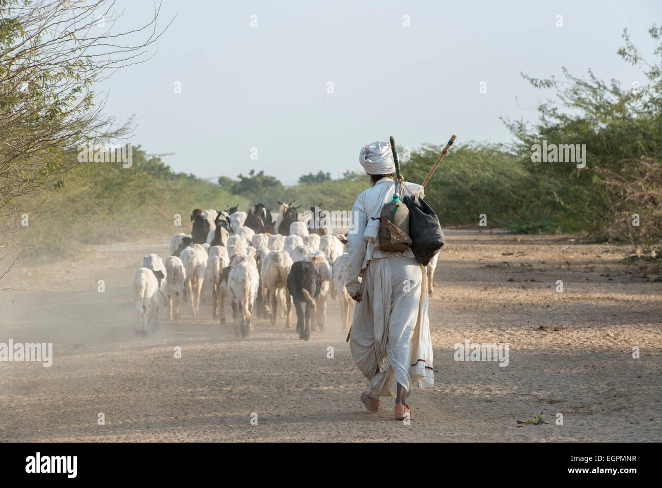 Vagadia Homme Rabari avec troupeau de moutons et chèvres, Kutch Banque D'Images