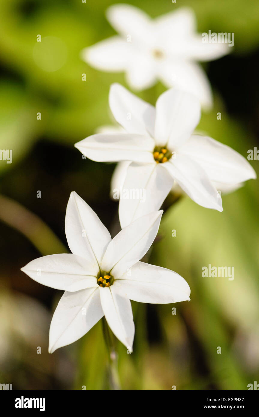 La trientale boréale, printemps Ipheion uniflorum 'Album', vue du dessus de quelques fleurs blanches. Banque D'Images