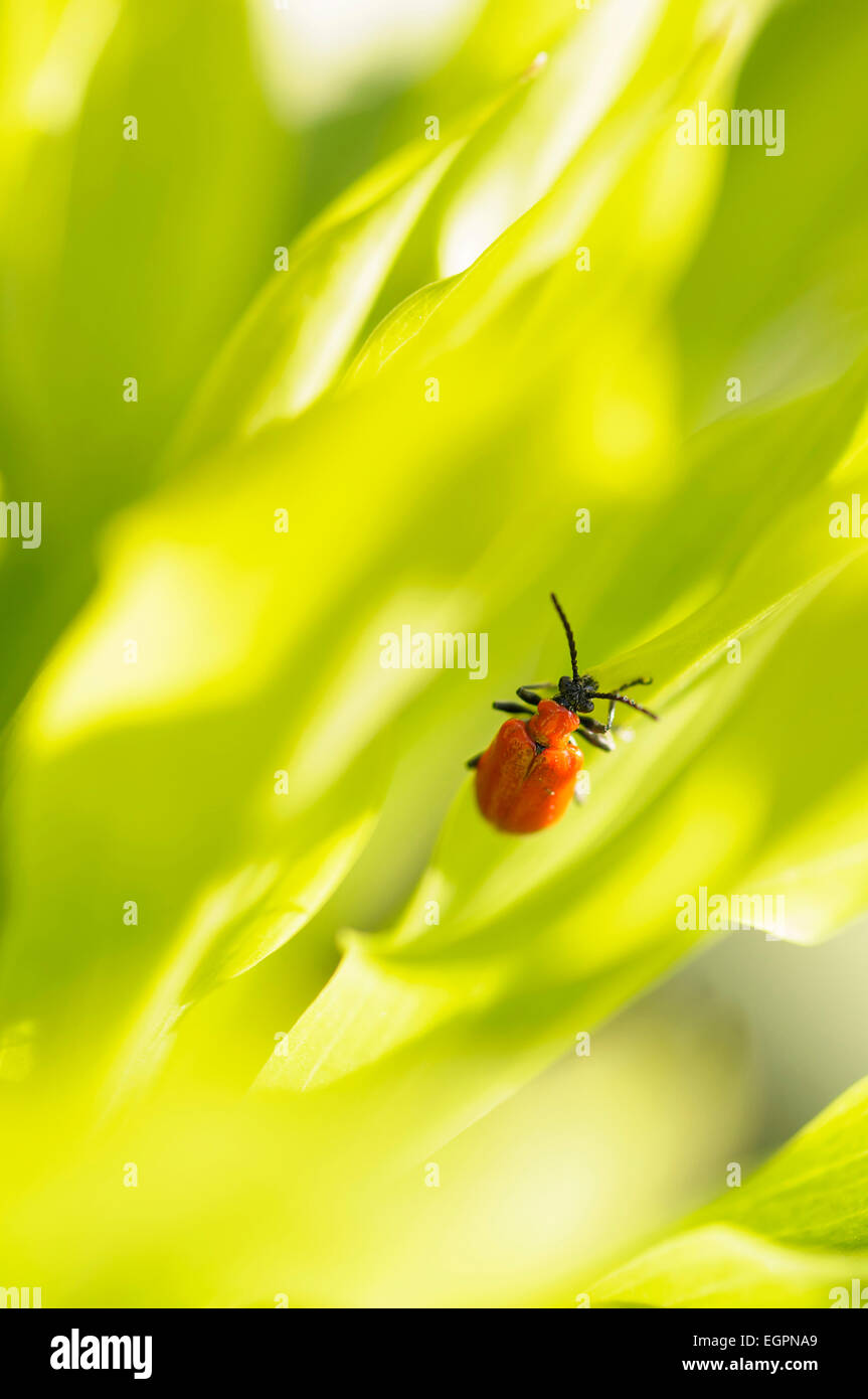 Red Shield bug, Acanthosomatidae, sur les feuilles vertes. Banque D'Images