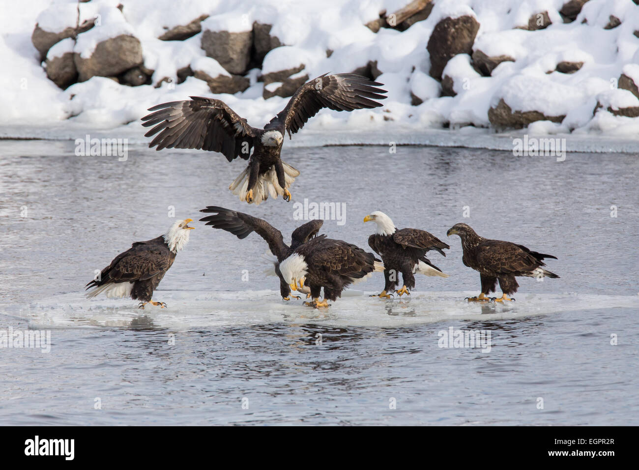 Un groupe d'aigles à tête descendre sur une couche de glace avec un poisson sur elle. Banque D'Images