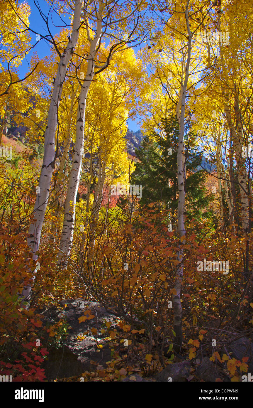 Rouge, jaune, orange et feuilles pendant l'automne le long du sentier au lac Blanche, dans la montagnes Wasatch, Utah, United States. Banque D'Images