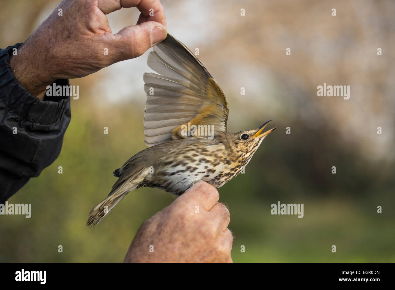 L'inspection d'un scientifique de grive musicienne (Turdus philomelos). Cet oiseau habite les forêts, les haies et les jardins clos, et rss o Banque D'Images